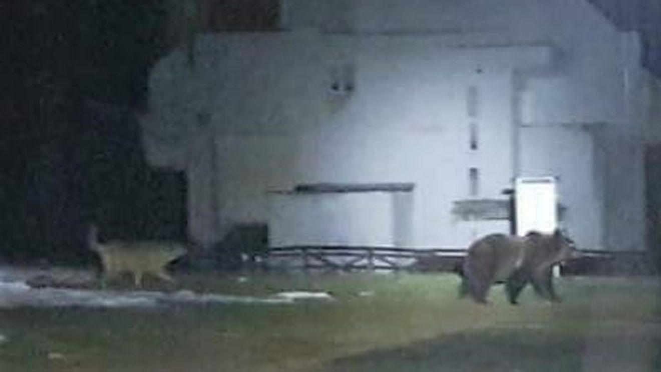 VIDEO. Salvamontiştii dâmboviţeni, atacaţi de urşi. O fiară de 120 de kilograme a distrus intrarea Refugiului de la Peştera