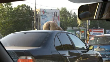 Show senzational in fata obiectivului paparazzilor CANCAN.ro! Vedetele s-au dat in spectacol si in 2012. Imagini de colectie!