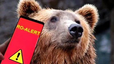 Mesaj Ro-Alert. Un urs a ajuns în apropierea unei cabane din Bicaz Chei