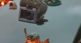 Galerie foto - poza 4