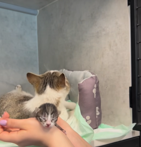 O pisică a mers singură la veterinar să nască / Foto: Facebook
