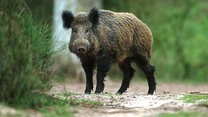 E alertă în Braşov! După urşi, o turmă de mistreţi a băgat spaima în locuitori. Oamenii au sunat la 112