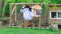 O femeie din Maramureș a fost amendată după ce găinile ei au intrat în curtea vecinei. Câte sute de lei are de plătit