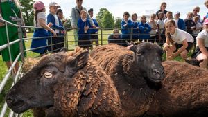 Test de cultură generală | Țara care are mai multe oi decât cetățeni