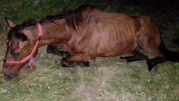 VIDEO ȘOCANT. Și-a bătut calul și l-a lăsat pe un câmp din Dâmbovița, să moară de foame. Mai mulți iubitori de animale încearcă să îl salveze