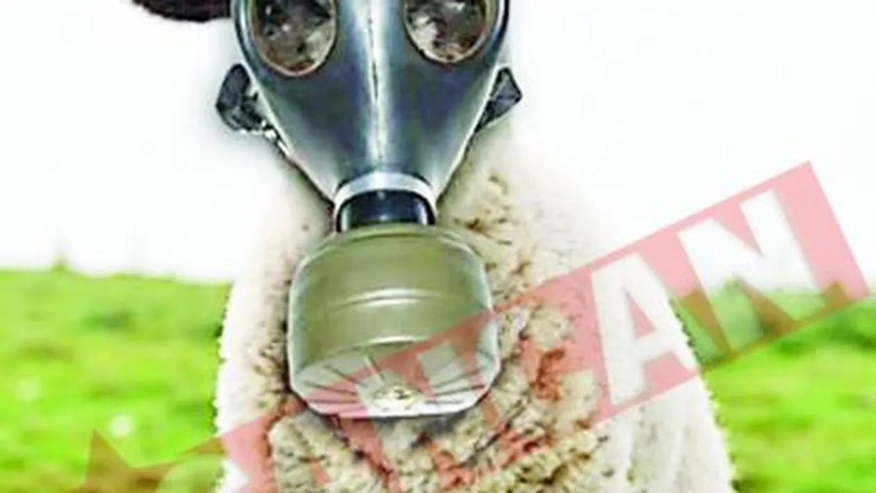 Masti de gaze pentru oi