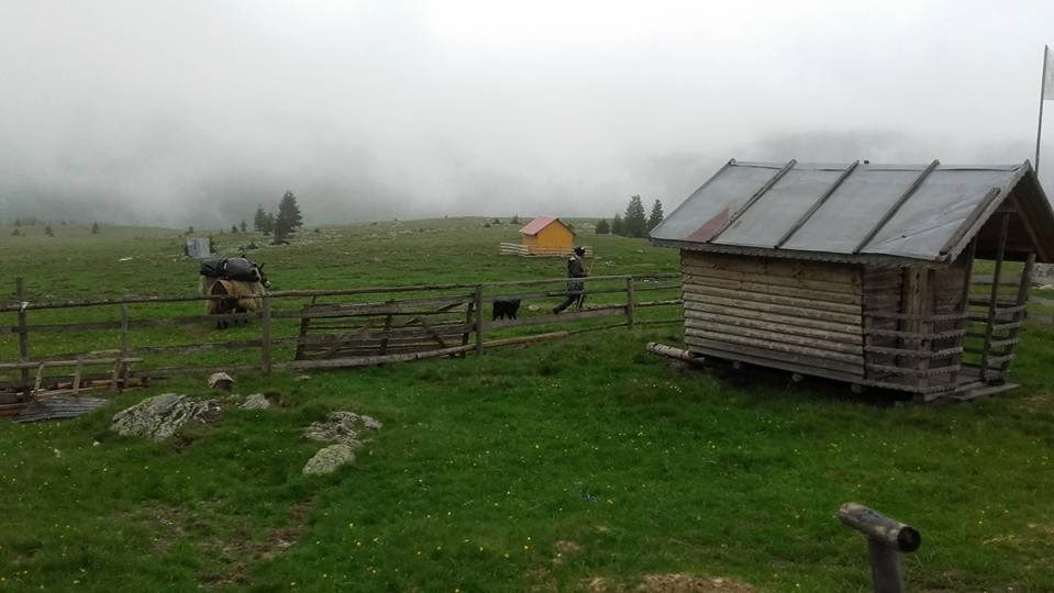 Oile ajung la munte în 2020 fără sărbătoarea tradițională