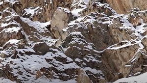 Iluzie optică controversată | Unde este leopardul în imagine? Geniile îl văd în 5 secunde