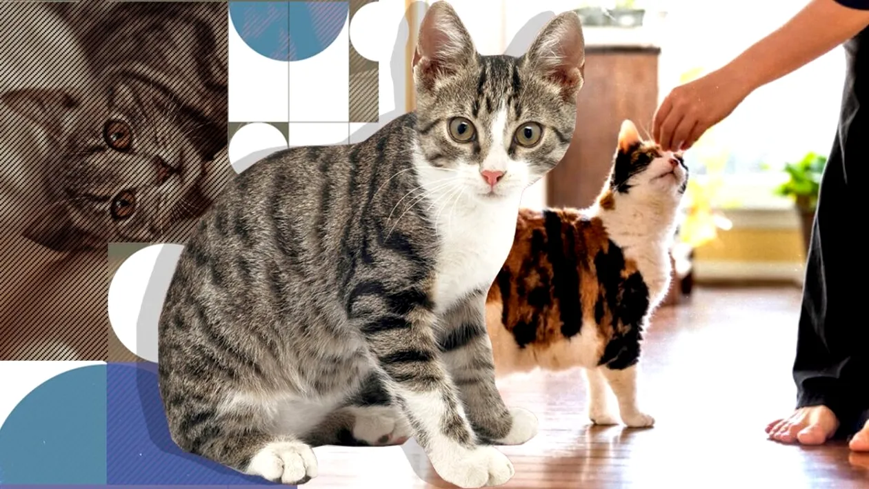 Ce se întâmplă cu mintea pisicii tale când aduci un nou membru acasă. Nu ține cont nici dacă e un bebeluș