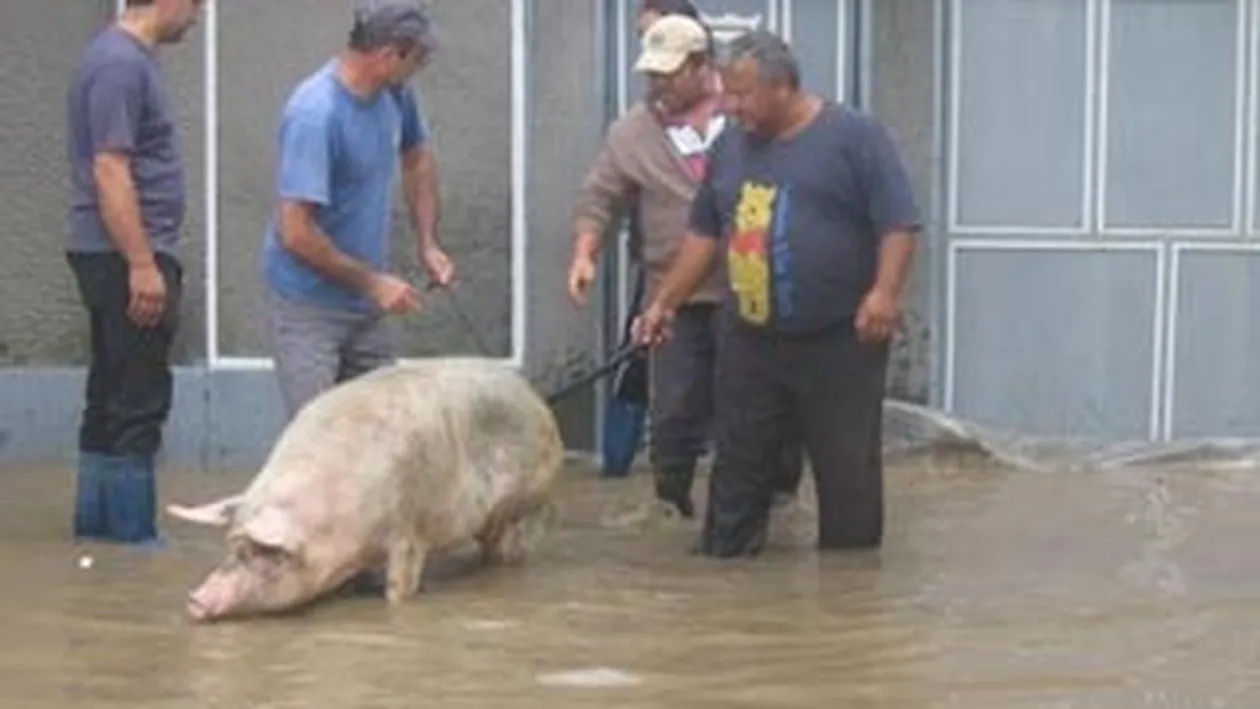 Ploile torentiale dau batai de cap locuitorilor din Mehedinti! Au solicitat ajutorul autoritatilor pentru a isi salva animalele