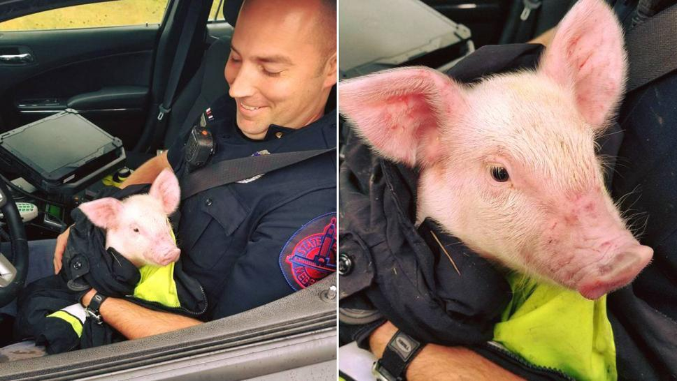 Gestul emoţionant făcut de acest poliţist aflat în misiune a topit inimile tuturor! S-a dat rapid jos din maşină când a observat ceva suspect pe autostradă