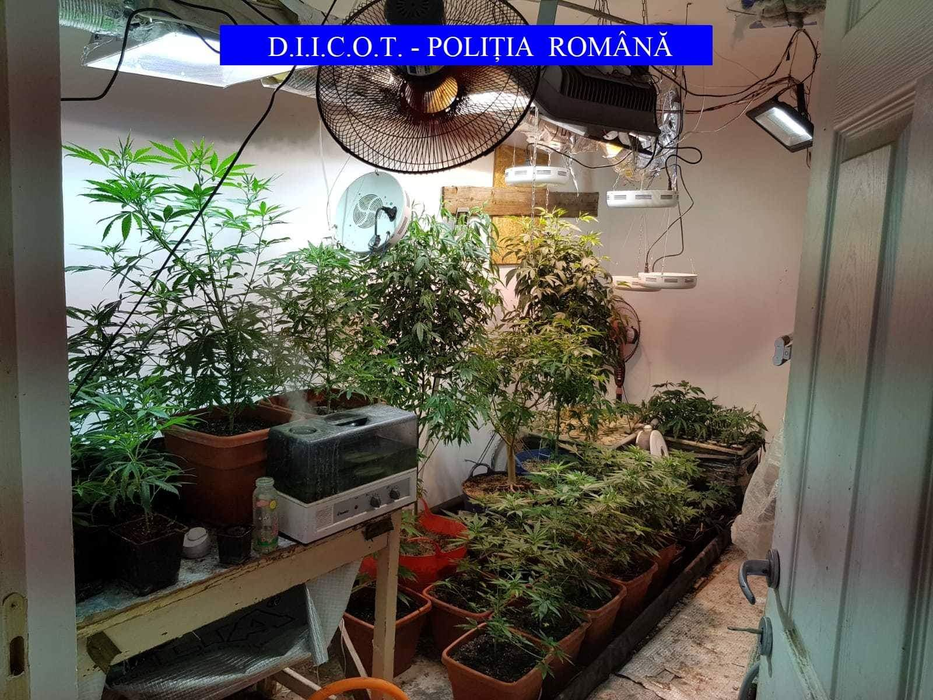 Bărbatul cultiva cannabis de doi ani