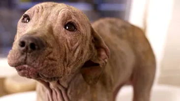 Vezi aici cainele fara blana care nu se poate bucura niciodata de zapada!