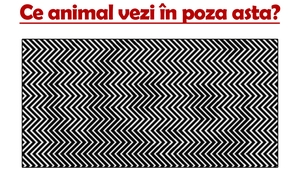 Video-TEST IQ | Ce animal vezi în poza asta? Doar geniile îl observă!
