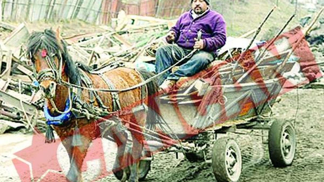 Romania, acuzata ca lasa caii sa moara