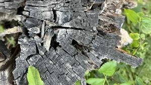 Iluzie optică virală | Ai un IQ peste 140 dacă poți găsi păianjenul ascuns în această poză