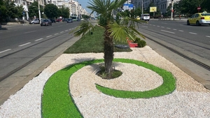 În centrul Craiovei au răsărit... palmierii. Cum au reacționat oltenii