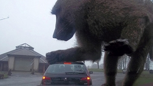 King Kong, tu esti oare? Uite cum un babuin zdrobeste o masina!