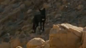 VIDEO Acesti babuini răpesc caini si ii cresc de mici, dar asta nu-i nimic! Motivul pentru care fac asta te va lăsa mască!