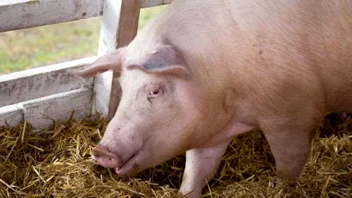 Galați: Toți porcii din gospodăriile unui sat vor fi omorâți după confirmarea unor focare de pestă
