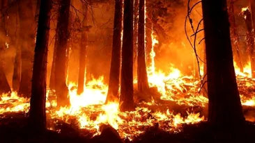 Incendiu de pădure în județul Timiș. Zeci de pompieri intervin pentru a stinge focul
