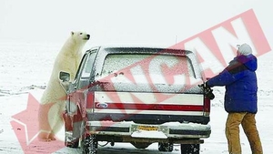 Fugarit de un urs polar