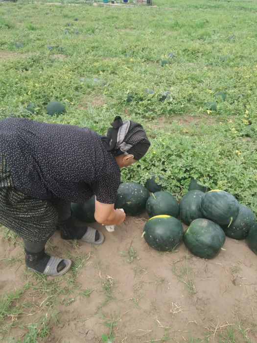 Cultivatorii din Dăbuleni au început recoltarea pepenilor cu o întârziere de trei săptămâni