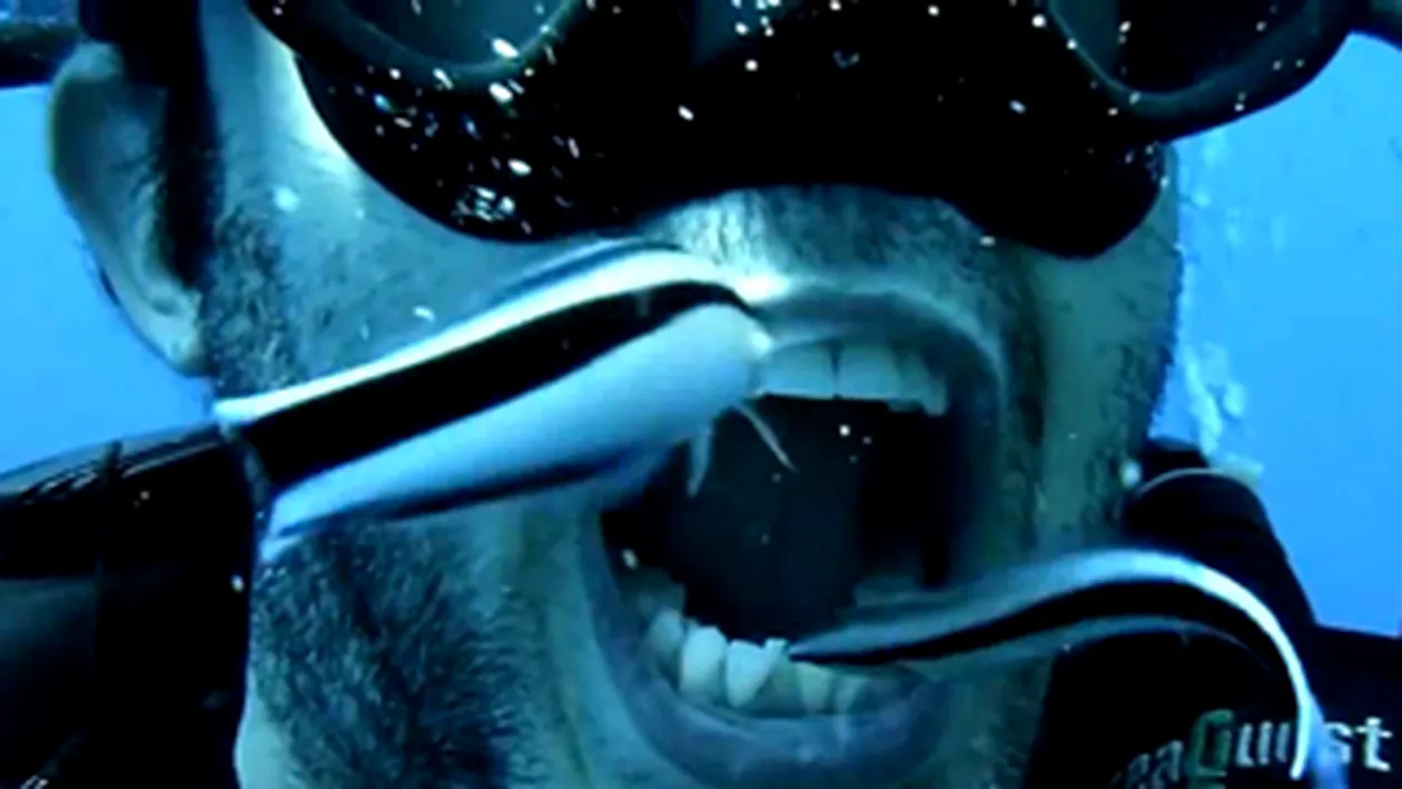 Video nebunesc! Un scafandru se spala pe dinti cu ajutorul a doi pesti - Vezi cum ii lasa sa-i curete dantura sub apa