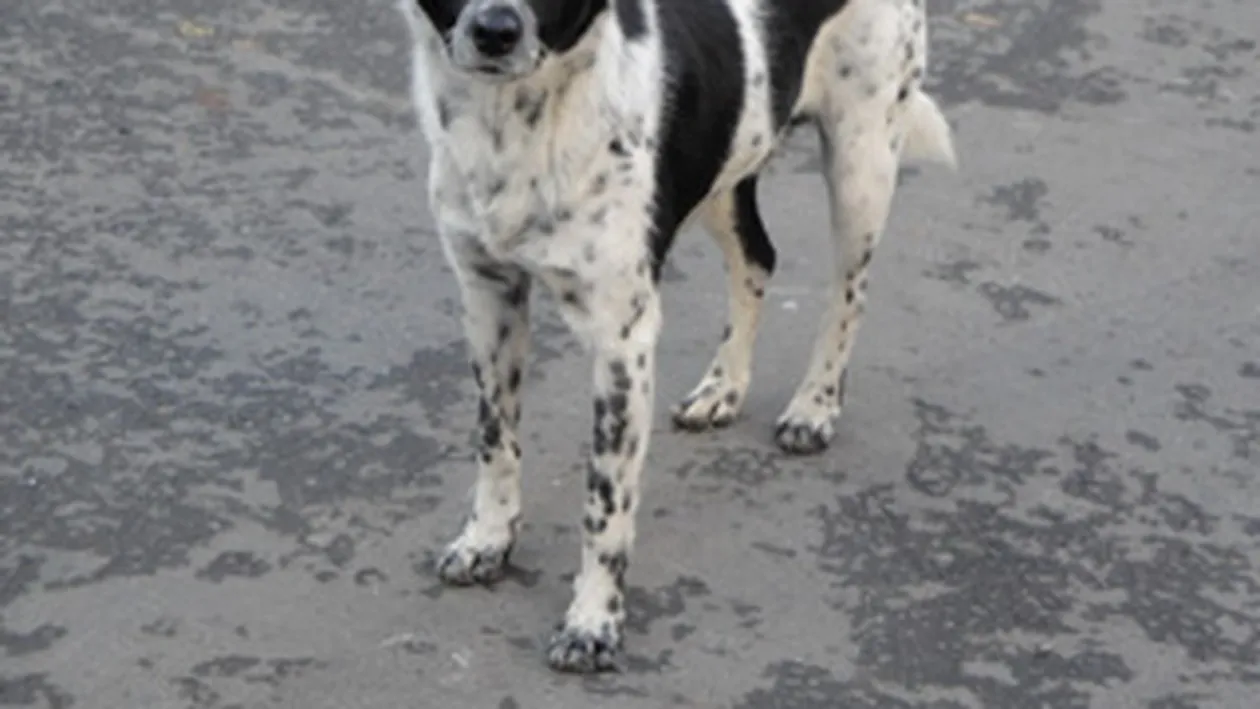 Un copil de sase ani a fost omorat de caini! Comunitarii s-au transformat in animale salbatice!