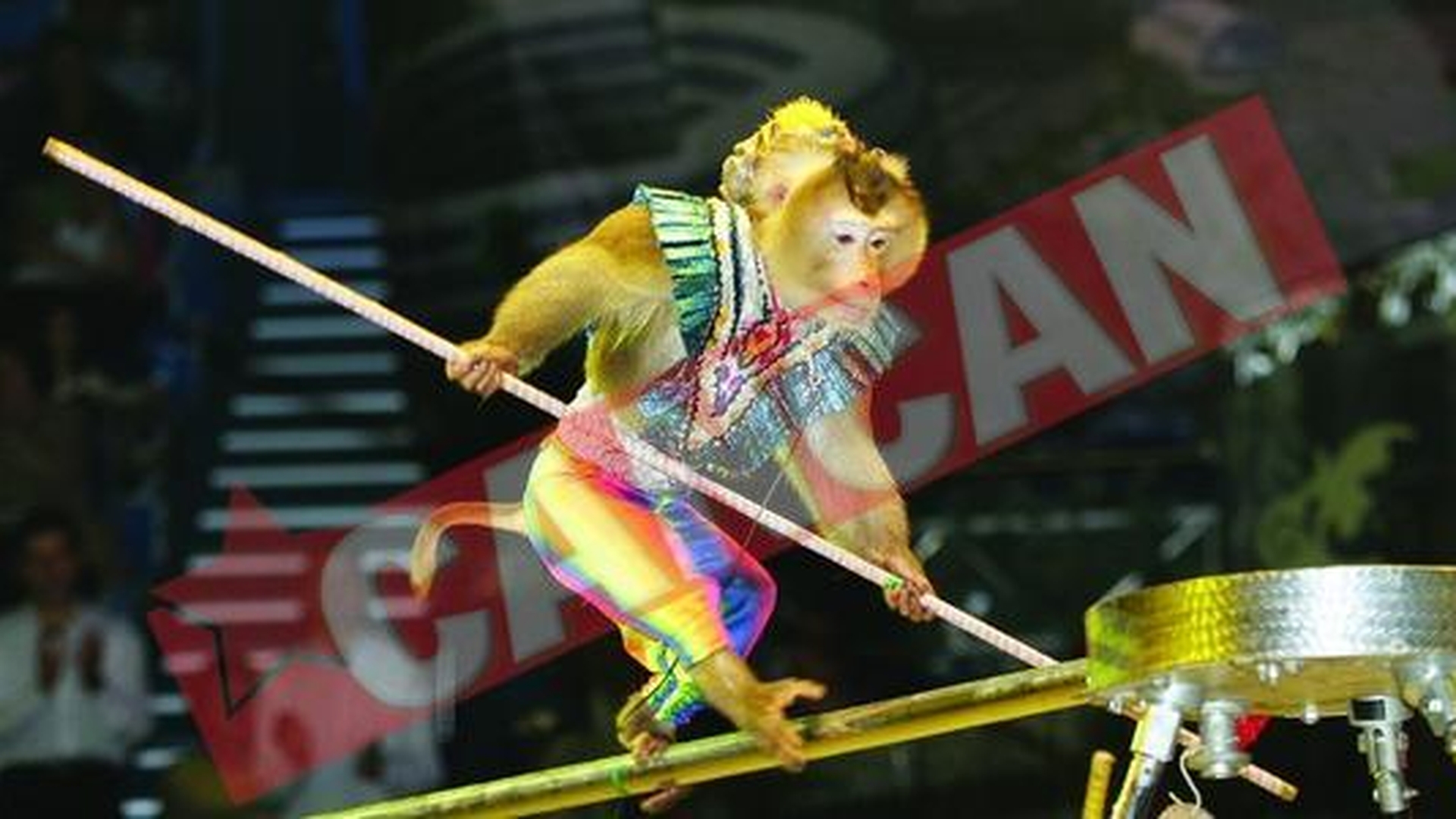 Maimute acrobate la Circul Globus