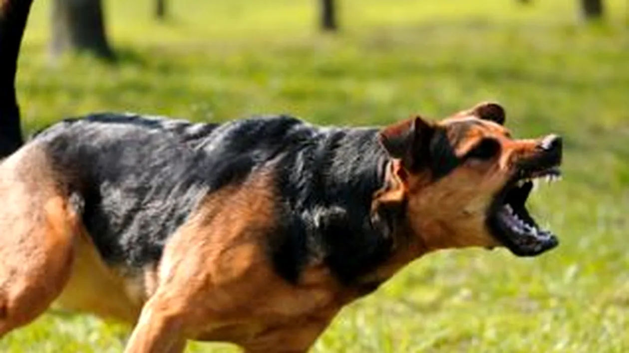 Tribunalul Bucuresti a acordat despagubiri unei femei muscate de caine, considerand ca proprietarii sunt responsabili de animal