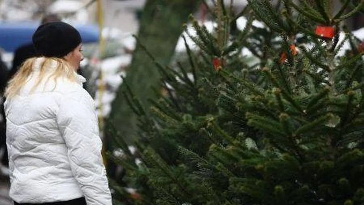 Cât costă un brad cu două zile înainte de Crăciun! Ce spun cumpărătorii