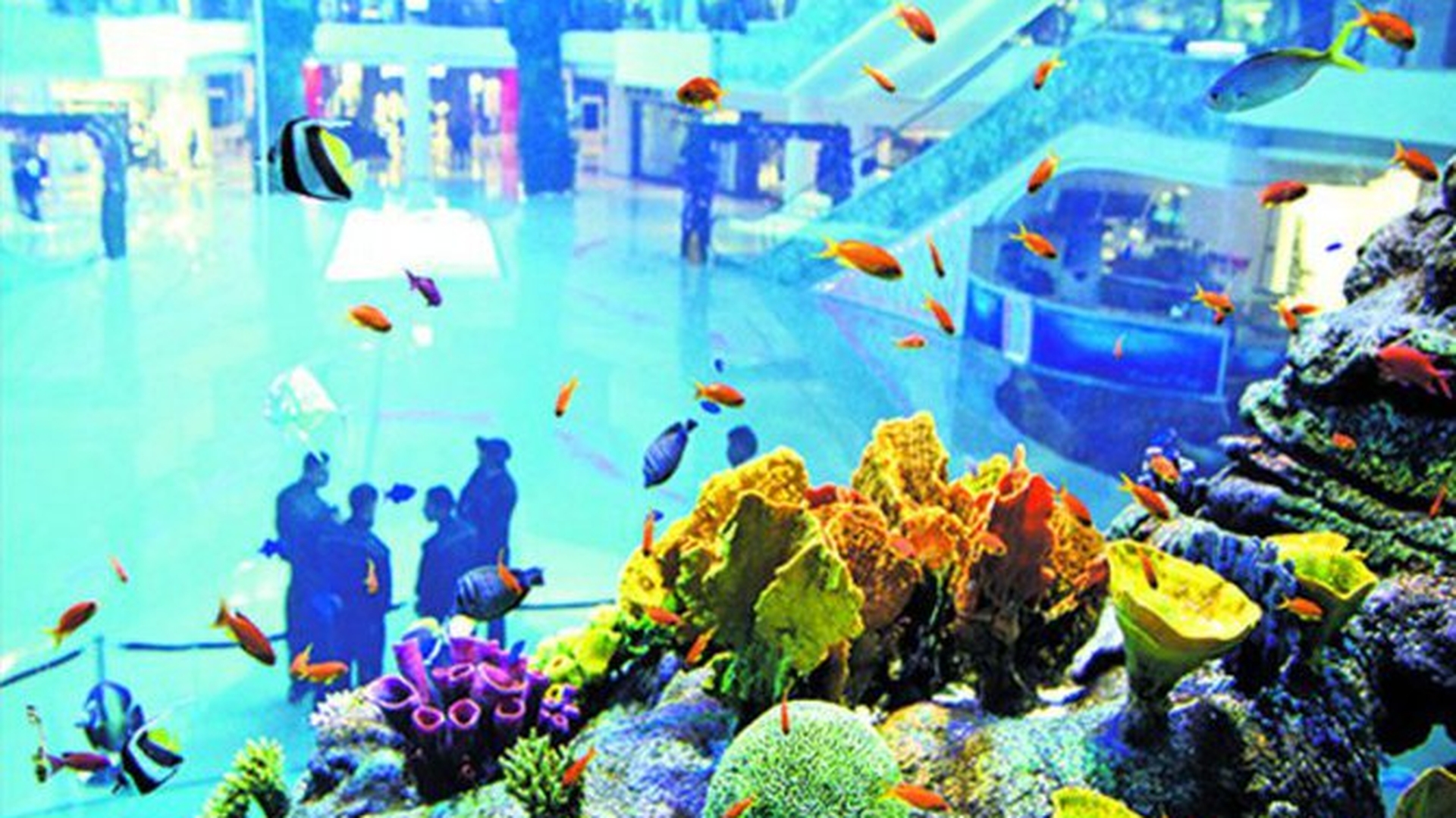 Acvariu gigant intr-un mall din Maroc! Un milion de litri de apa si 3.000 de pesti