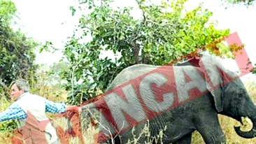 Elefanti mutati cu macaraua