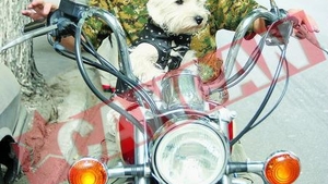 Emma, catelusa pasionata de motoare