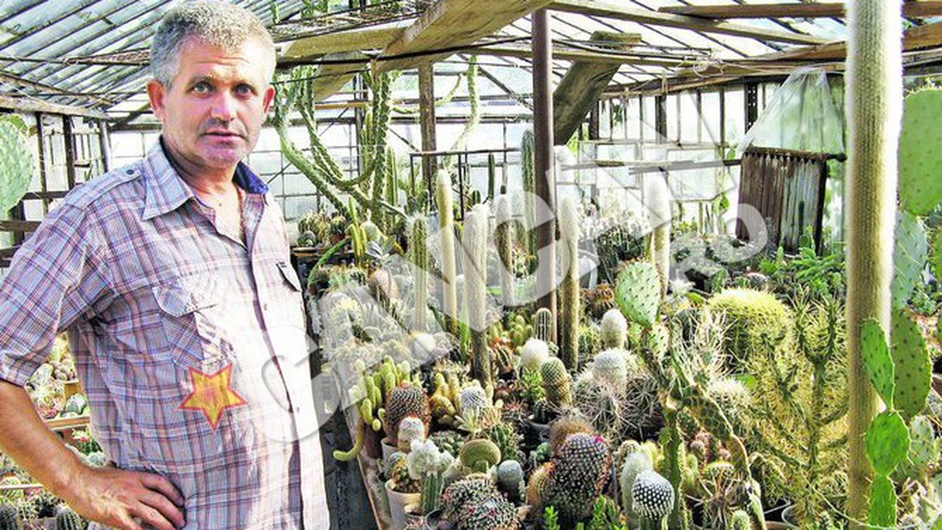 Teofil Condoros, din Arad, este pasionat de plantele cu ghimpi. Are o colectie de 30.000 de cactusi
