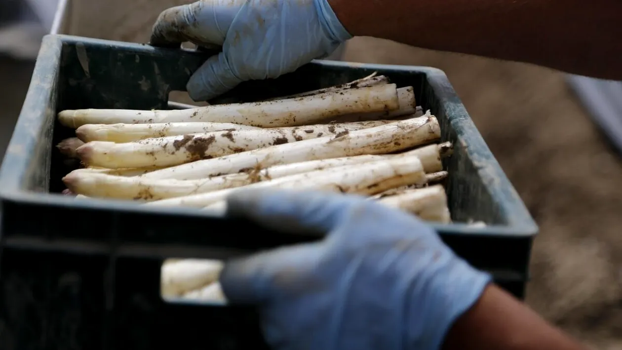 Ce salarii lunare au românii care merg în Germania, la sparanghel. Johann și Luminița fac o mică avere