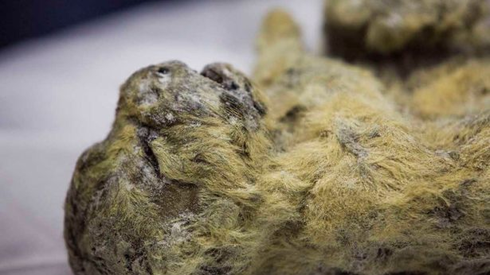 Doi pui de leu din epoca preistorica, descoperiţi în Siberia!