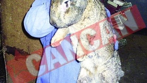 Tanase, iepurele elefant