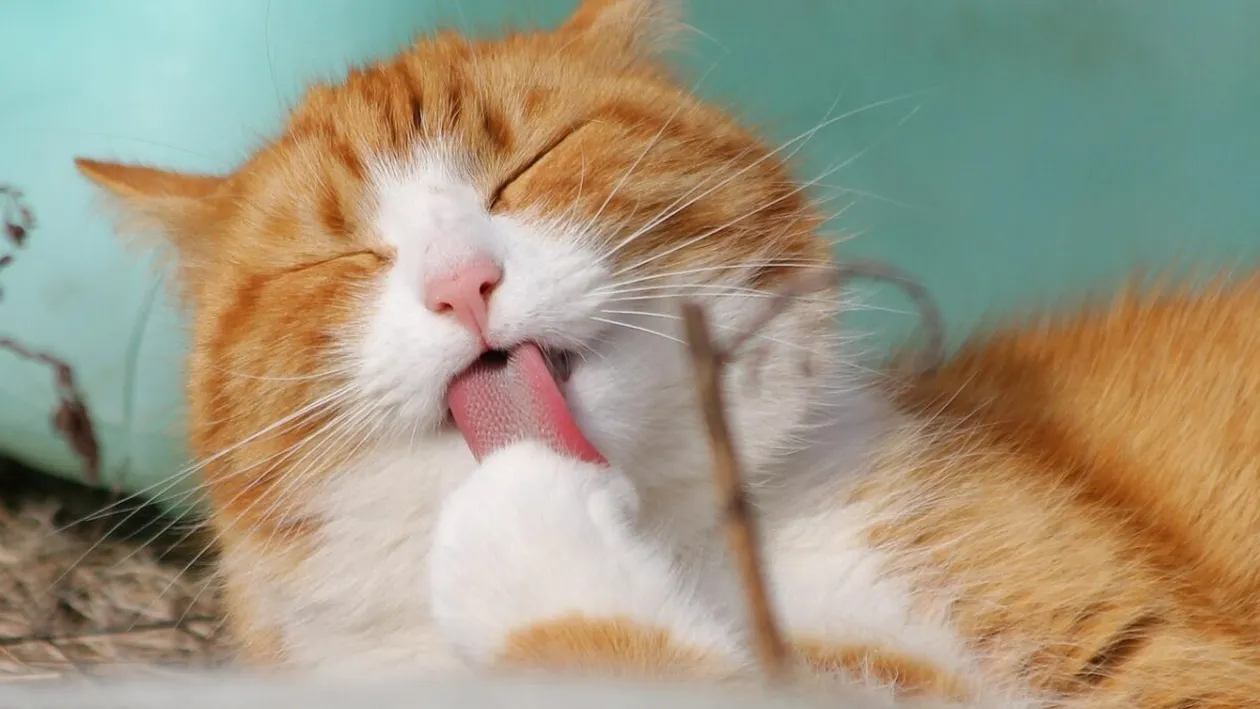 Câte calorii poate mânca pisica ta în fiecare zi