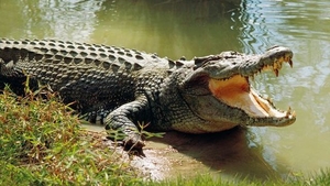 Tu ai creşte un crocodil în curtea casei? Această femeie a făcut-o!