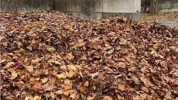 Cea mai dubioasă iluzie optică | Unde este ascuns câinele în această imagine? Ai la dispoziţie 10 secunde