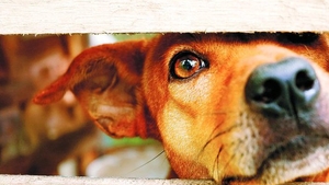 Agresorii patrupedelor vor fi anchetati de Politia animalelor