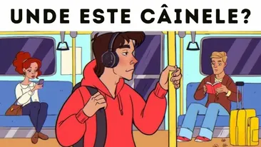 Test IQ | Unde se ascunde câinele? Cei mai ageri ochi îl găsesc în doar 5 secunde