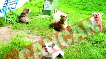 Cainii fara stapan nu pericliteaza summitul