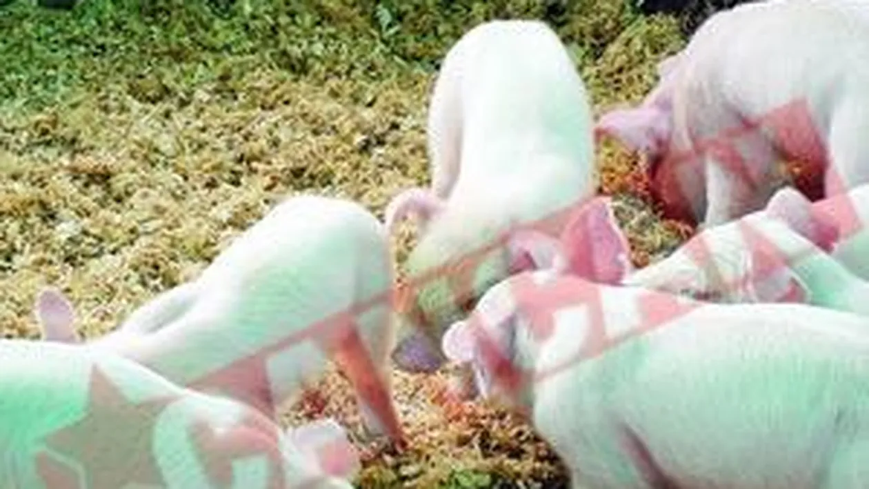 Taranii raman cu porcii nevanduti in ograda