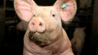 Ce se întâmplă dacă un om consumă carne de porc infestată cu pestă porcină. Medicul veterinar a făcut anunțul