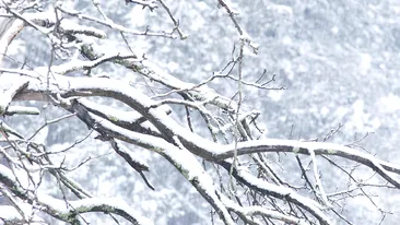 A avut loc prima ninsoare în România! În ce localitate au căzut fulgii de nea