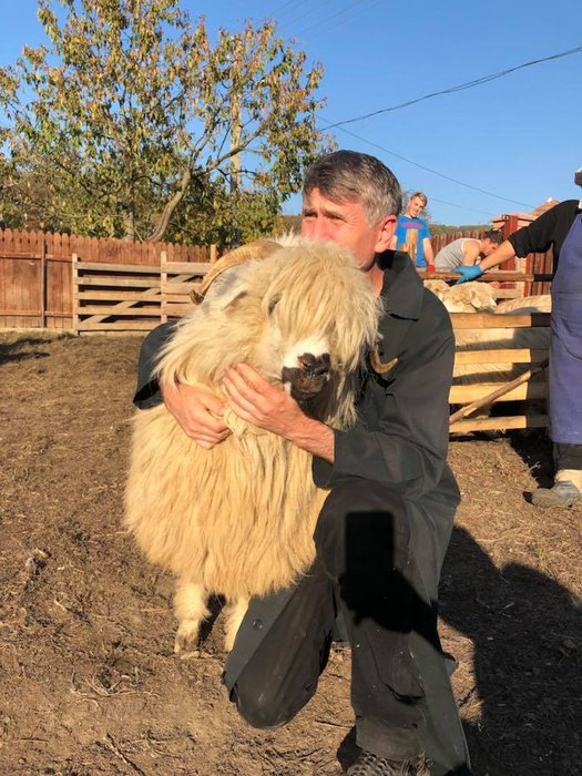 Incredibil cum şi-a numit Cristian Pomohaci oile! Răzvan Simion se va enerva