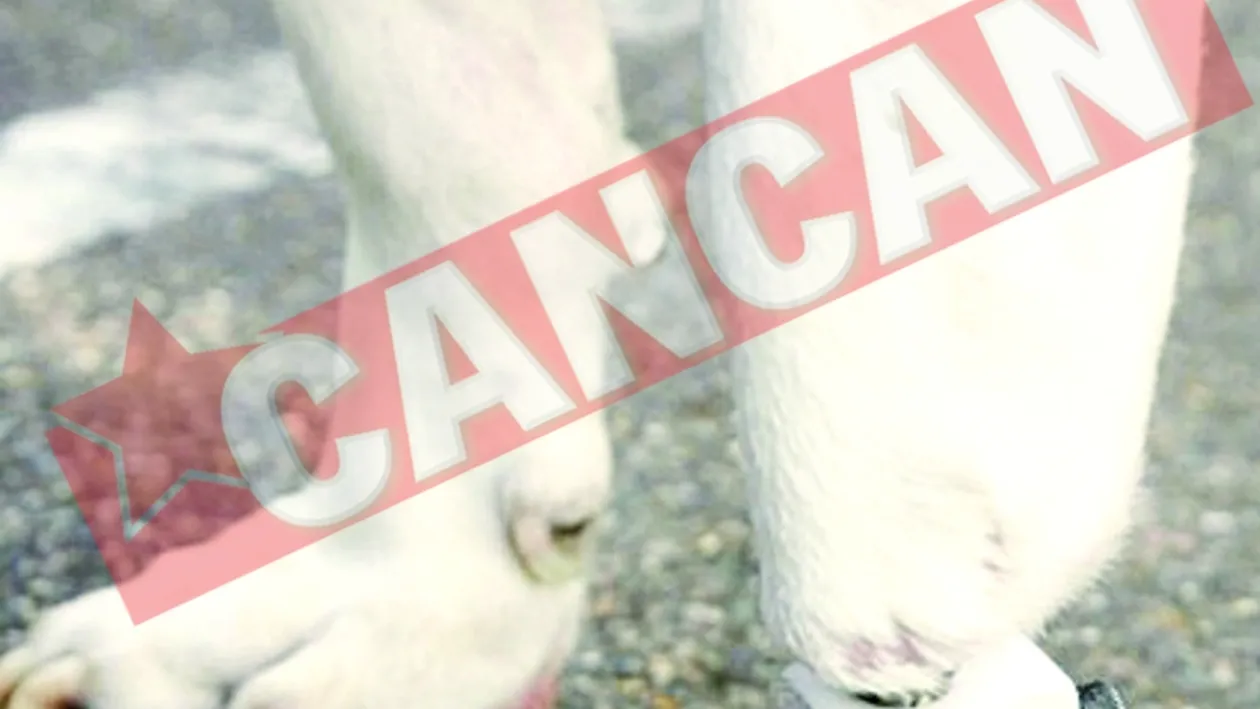 Cainele cu un picior bionic